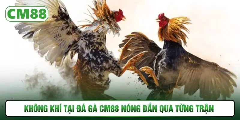 Không khí tại đá gà CM88 nóng dần qua từng trận